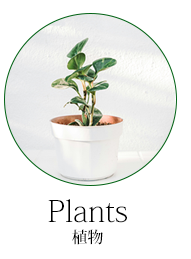 plants