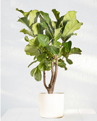 plant2