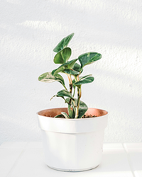 plants4